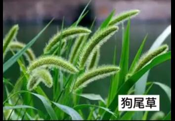 龍潤豐（中文）